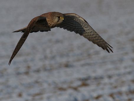 Turmfalke ( Falco tinnunculus)