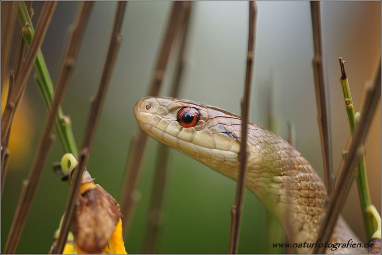 Italienische Äskulapnatter (Zamenis lineatus) Calabrien, Italia