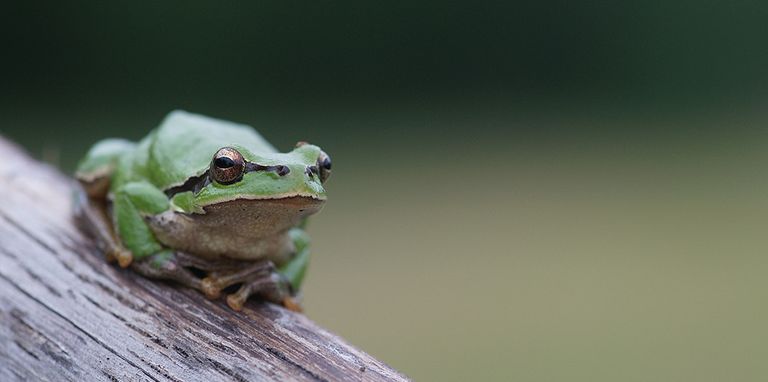 Laubfrosch