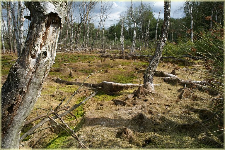 Kreuzotter (Vipera berus)  Stade, Germany