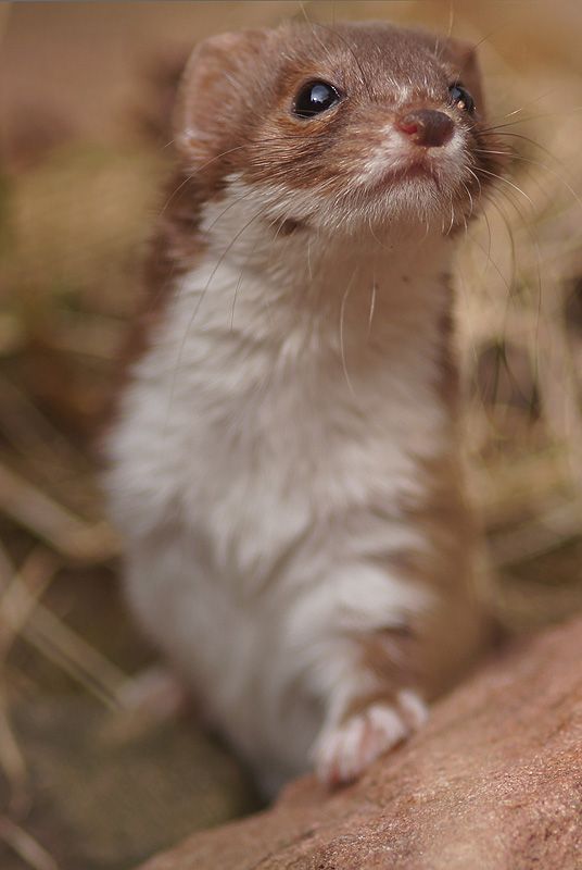 Mauswiesel ( Mustela nivalis)