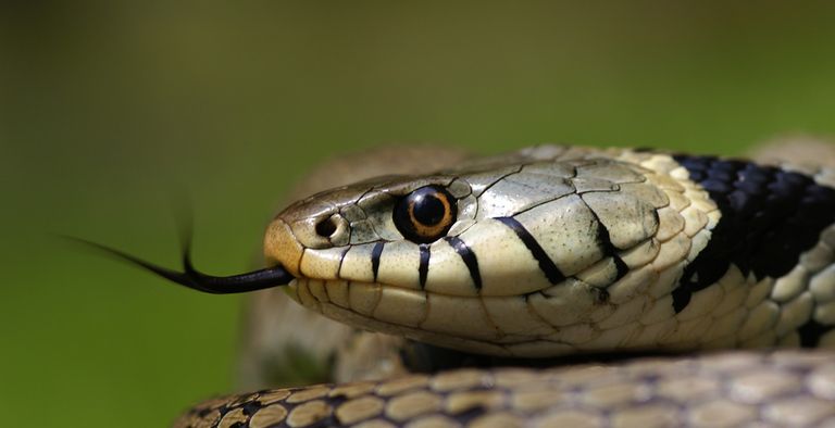 Süditalienische Aspisviper (Vipera aspis hugyi / francisciredi) Intergrades Kampanien, Italia