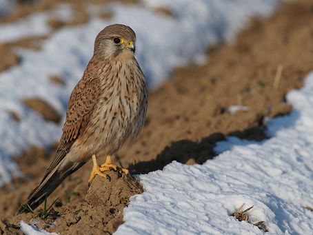 Turmfalke ( Falco tinnunculus)