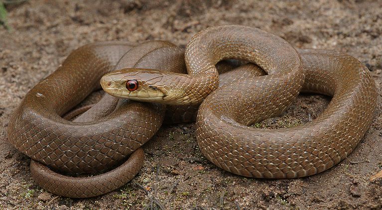 Italienische Äskulapnatter (Zamenis lineatus) Calabrien, Italia