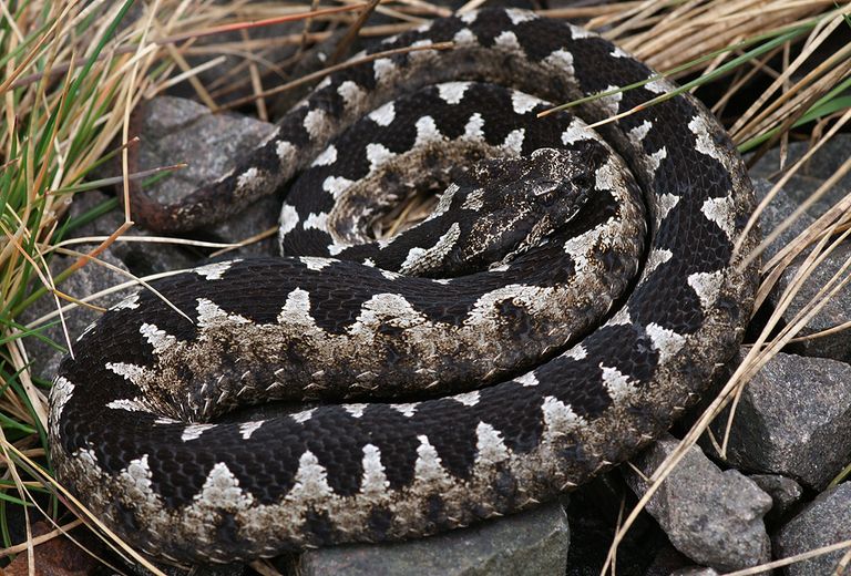 Hornotter (Viper ammodytes ammodytes) gregorwallneri Steiermark, Austria