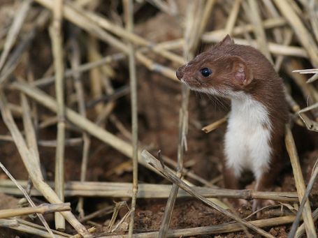 Mauswiesel ( Mustela nivalis)