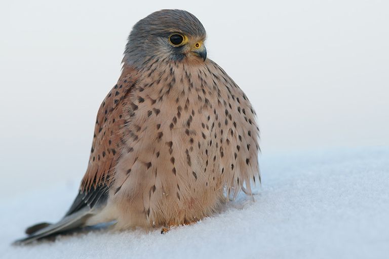 Turmfalke ( Falco tinnunculus)