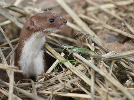 Mauswiesel ( Mustela nivalis)