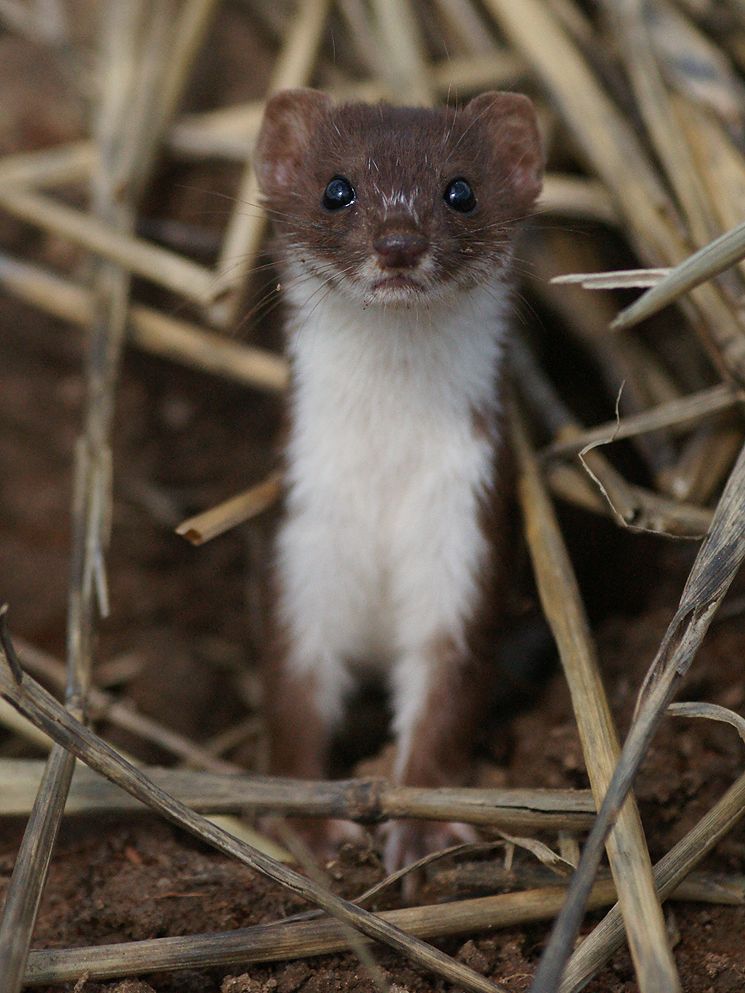 Mauswiesel ( Mustela nivalis)