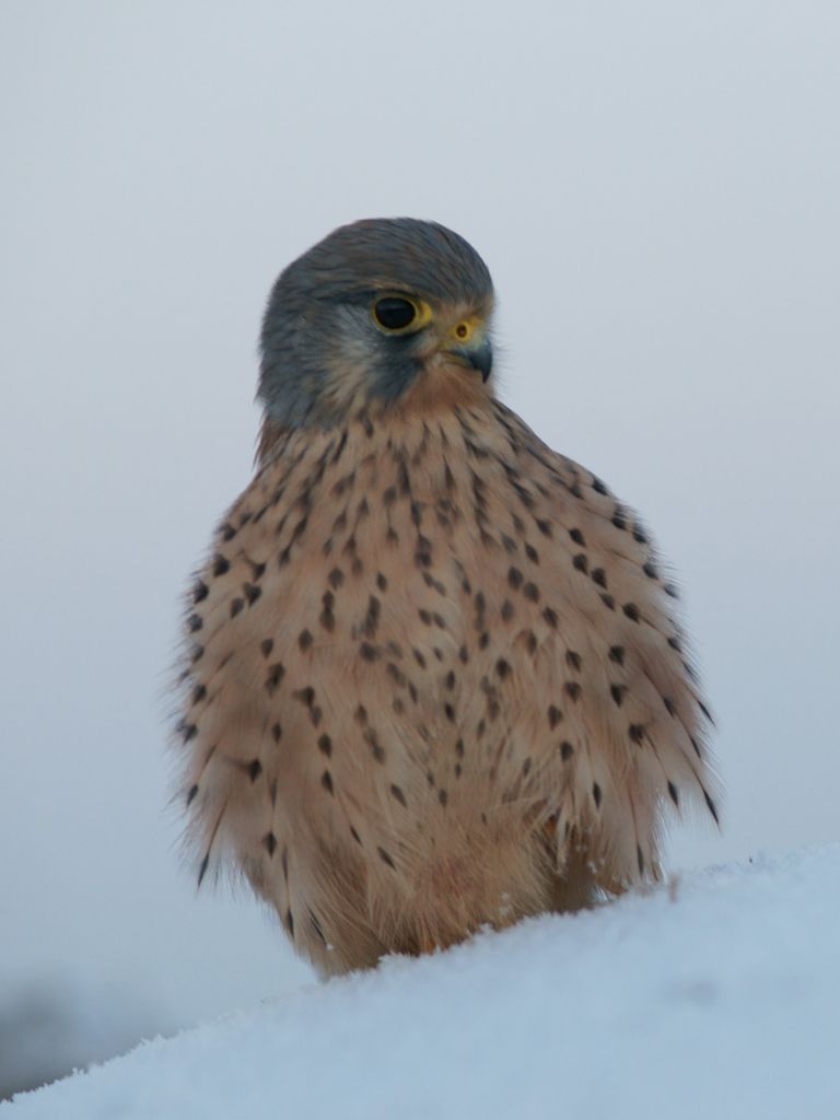 Turmfalke ( Falco tinnunculus)