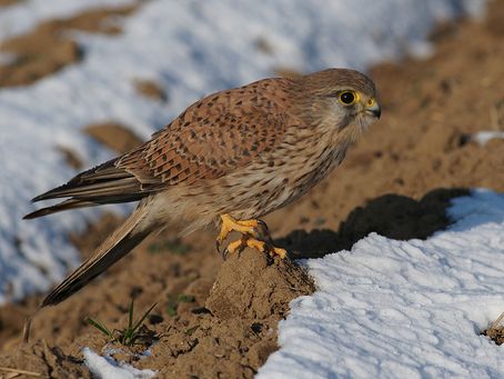 Turmfalke ( Falco tinnunculus)