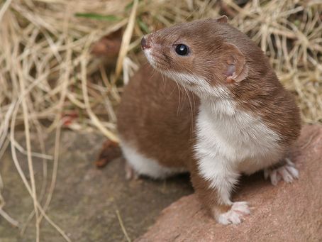 Mauswiesel ( Mustela nivalis)