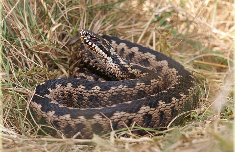 Kreuzotter (Vipera berus)  Stade, Germany