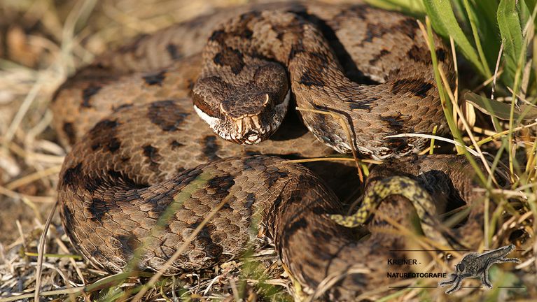 Süditalienische Aspisviper (Vipera aspis hugyi / francisciredi) Intergrades Kampanien, Italia