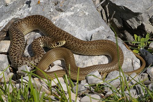 Balkan-Zornnatter (Hierophis gemonensis) Pag, Croatia