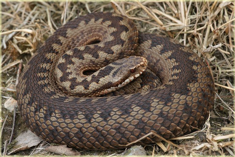 Kreuzotter (Vipera berus)  Stade, Germany